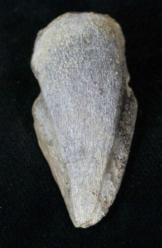 Thescelosaurus Ungual (Claw) - Montana #14849